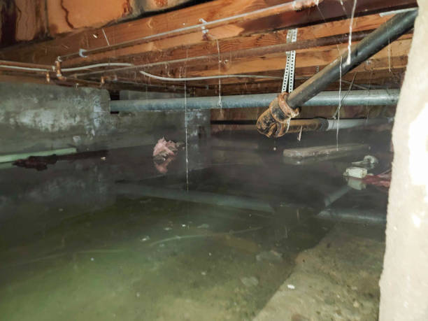 Best Flood damage cleanup  in Pablo, MT